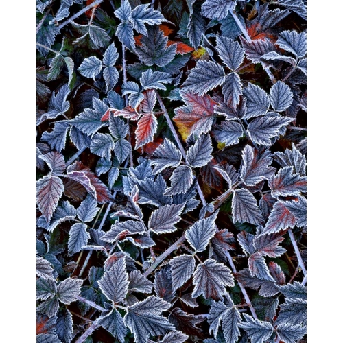 USA, Oregon Frost on wild blackberry bush